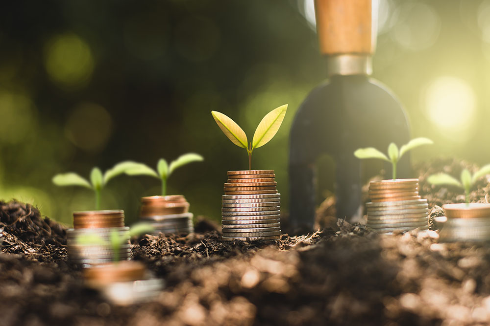 The seedlings are growing on the coins